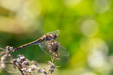 Common Darter Sympetrum striolatum male