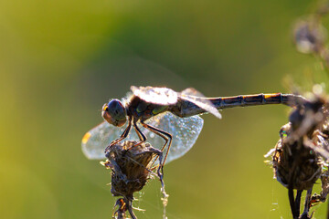 Vagrant darter male Sympetrum vulgatum resting