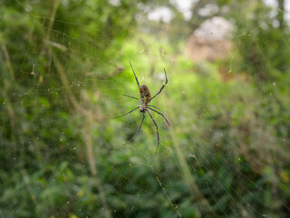 Hairy golden orb weaving spider resting in web