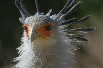 Secretary bird closeup portrait in South Africa