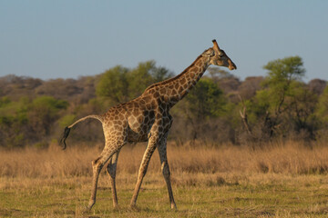 Tall Giraffe in an african safari in Pilanesberg park