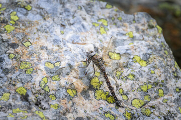 Azure hawker dragonfly resting on stone in summer sunlight