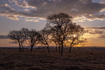 silhouettes of trees in the field at sunset