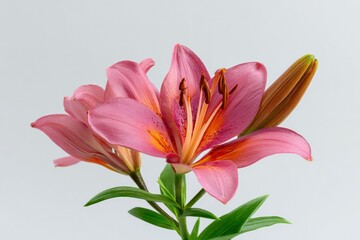Close-up of vibrant pink lilies with orange center in bloom against light background