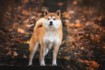 Shiba inu dog on the wooden steps at nature park at Autumn
