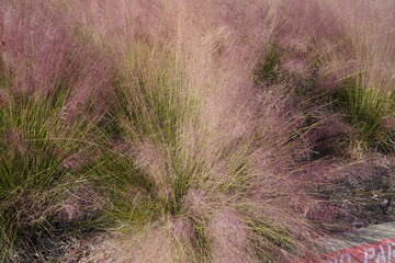 Pink Muhly grass