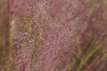 Pink Muhly grass