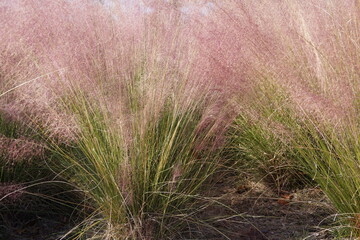 Pink Muhly grass