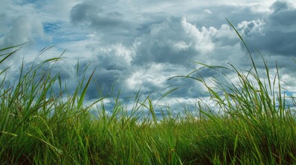 Tranquil Grassy Field Under a Soft Cloudy Sky â€“ A Scenic Natural Idyll of Freshness and Calmness