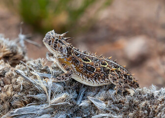 A Texas horned lizard in New Mexico