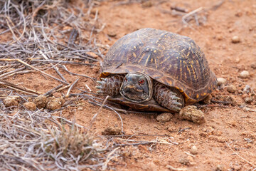 A male desert box turtle walking in the desert in New Mexico.