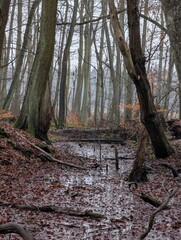 A mysterious forest scene, with a view of a shallow stream and bare trees