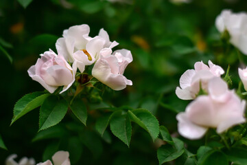 Rosa canina with light pink flowers and green leves in spring. Natural floral background. Medicinal herb, herbal tea. Dog rose growing in the garden. White flowers on branches. 