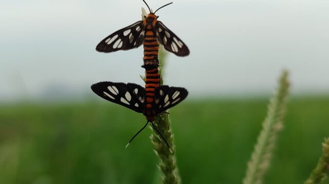 Two Amatha huebneri moths mating on a leaf, capturing delicate insect behavior, natural wildlife interaction, and the beauty of nocturnal or daytime tropical insects