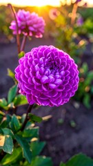 Vibrant purple dahlia at sunset
