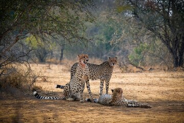 cheetah's Krugerpark © anje-photo