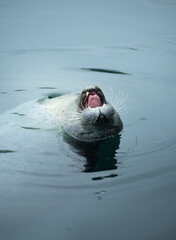 foca jugando en el agua con la boca abierta © Jimmy