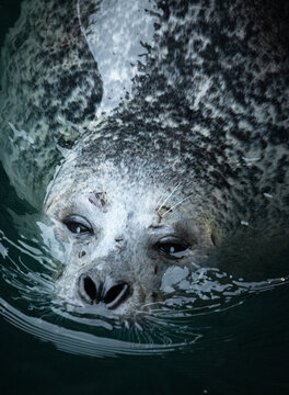 retrato de foca nadando en la superficie