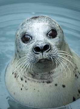 retrato de una foca mirando a la camara