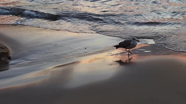 Un go&eacute;land solitaire se prom&egrave;ne au bord de la mer &agrave; l'aube.