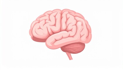 Pink human brain on a white background, perfect for medical or scientific presentations, educational materials, and articles about neuroscience.