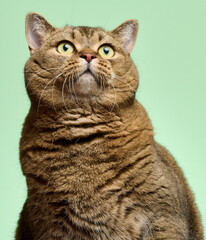 Fototapeta premium Portrait of an adult straight-eared cat on a green background