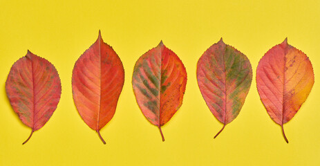 Red and yellow leaves on a yellow background