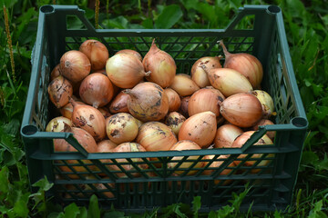Onions in a crate in open-air market. A plastic box of onions. Vitamin vegetable. Vegetarian food. Fresh onions in the garden. Harvest in the farm.