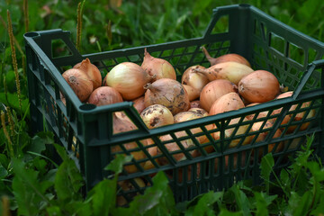 Onions in a crate in open-air market. A plastic box of onions. Vitamin vegetable. Vegetarian food. Fresh onions in the garden. Harvest in the farm.