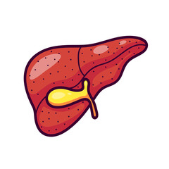Human liver in cartoon style.  Liver logo or icon for medicine.  Isolated on white background there is a place for an inscription.  Human body blood filterWeb