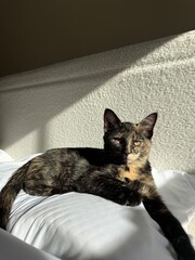 cat laying in sun