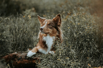 Un chien border collie dans la nature, portrait animalier 