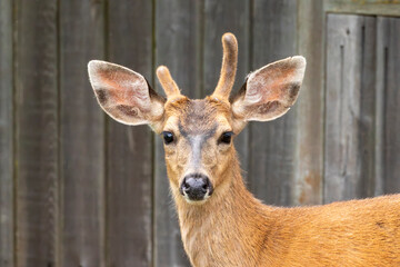 A male black-tailed deer looking at the camera in Port Townsend, Washington. 