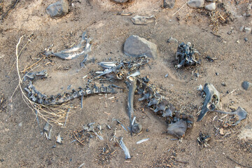 An animal skeleton on the ground in an area recently burned by wildfires. 