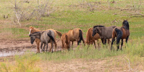 A group of feral horses standing in a field. © Linda