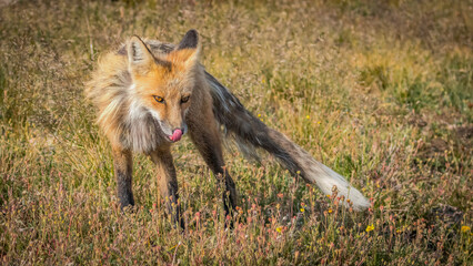 A red fox in an alpine meadow with its tongue out.