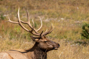 A portrait of a male elk with a full rack of antlers.