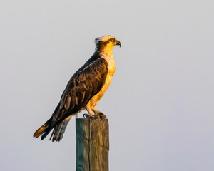 An osprey perched on top of a dock pole in the golden light of sunrise with a clean background.
