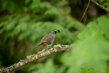 A single quail perched on a lichen covered branch with a clean green background. 