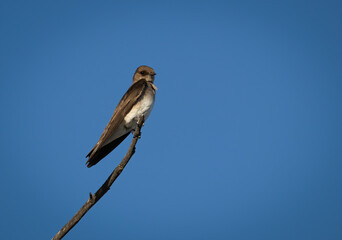 A single northern rough-winged swallow perched on the tip of a branch and looking at the camera with a clear, blue sky background. 