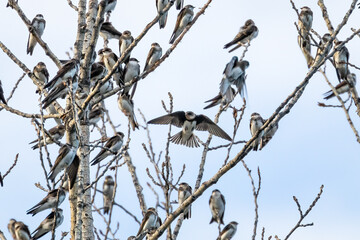 A group of northern rough-winged swallows perched on branches with the central bird in flight with wings spread. 