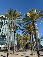 palm trees in San diego