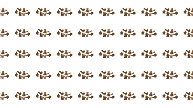 Repetitive squirrel pattern on white background, ideal for childrens products, textiles, wallpapers, and naturethemed designs. Cute woodland motif.