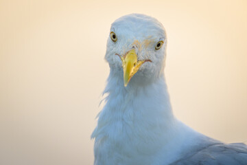 Close-up of American Herring Gull Seagull looking at camera