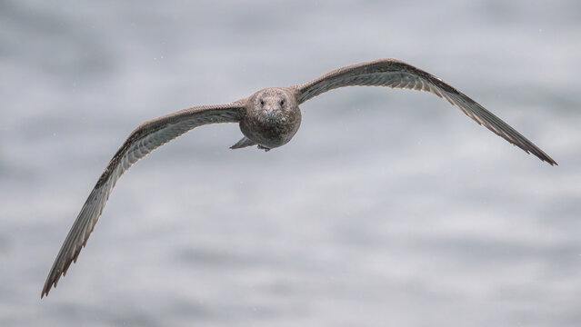 Juvenile American Herring Gull Seagull flying toward camera