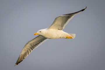 Fototapeta premium Lesser Black-backed Gull Seagull flying past