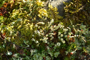 Green mountain moss on a stone in a close-up. Background

