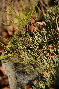 A fruticose lichen with small red apothecia at the ends of its stems (the fruiting bodies of lichens in which spores are produced)