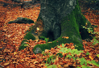 Autumn moss covered old tree base with hollow and fallen dry leaves in forest