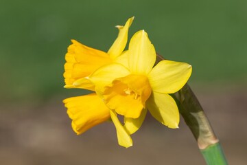 Close up of daffodil (narcissus) flowers in bloom